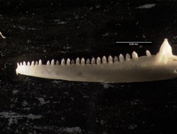 Media type: image;   Herpetology R-131614